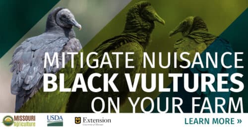 Black Vulture Photo