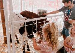 Three children pet and feed two calves through a white fence in a petting zoo. The scene is lively and evokes a sense of wonder and interaction.