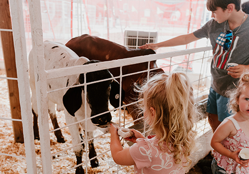Three children pet and feed two calves through a white fence in a petting zoo. The scene is lively and evokes a sense of wonder and interaction.