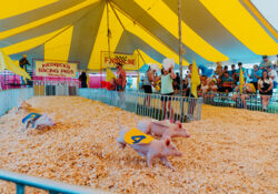 Four piglets wearing numbered vests race on wood shavings under a yellow tent. Spectators cheer by the "Finish Line" and "Hedrick's Racing Pigs" signs.