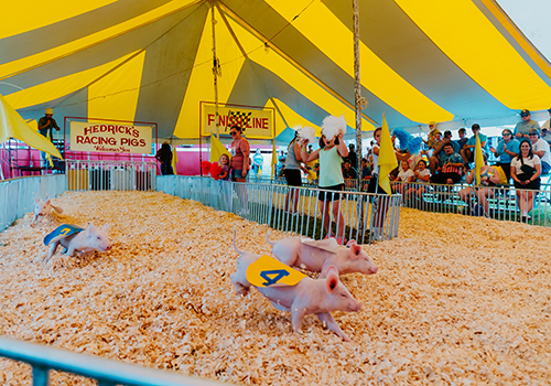 Four piglets wearing numbered vests race on wood shavings under a yellow tent. Spectators cheer by the "Finish Line" and "Hedrick's Racing Pigs" signs.