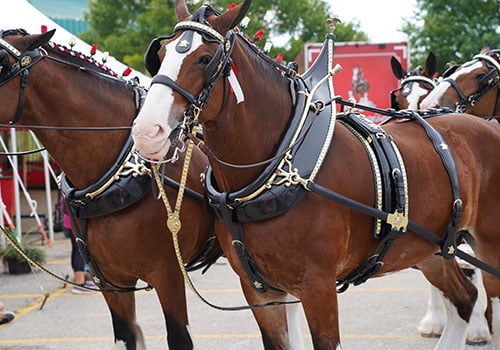 Clydesdales
