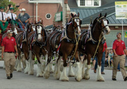 A team of majestic Clydesdale horses pulling a carriage in a parade, guided by handlers in red shirts. Spectators line the street, enjoying the festive atmosphere.