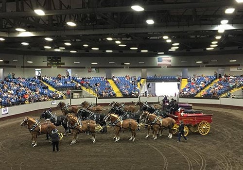 Draft Horse Hitches