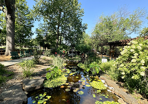 A serene garden scene with a small pond filled with lily pads, surrounded by lush greenery and trees under a clear blue sky. Benches and a wooden pergola create a peaceful atmosphere.