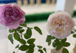 Two blooming roses with lush green leaves are shown against a blurred background. One rose is deep pink, the other is pale pink, creating a serene and elegant mood.