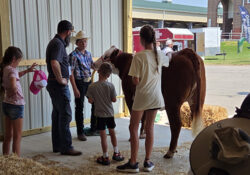 A group of people, including children and a cowboy, stand around a brown cow in a barn. They appear engaged and attentive, creating a warm, educational scene.