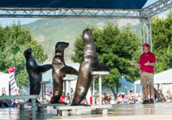 Three sea lions perform at an outdoor show, each balanced on a stool. A trainer in a red shirt engages with them. A crowd watches in the background.