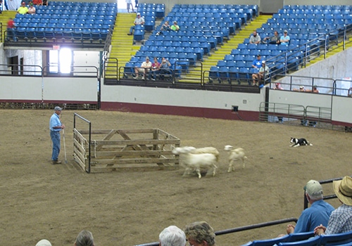 Stock Dog Trials