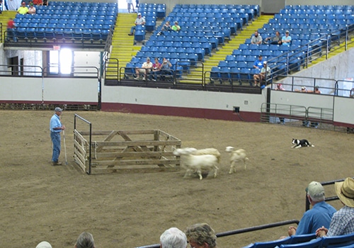 Dog herding sheep in the Show-Me Stock Dog Trials