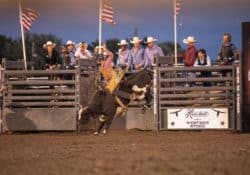 A man riding a bull during the rodeo
