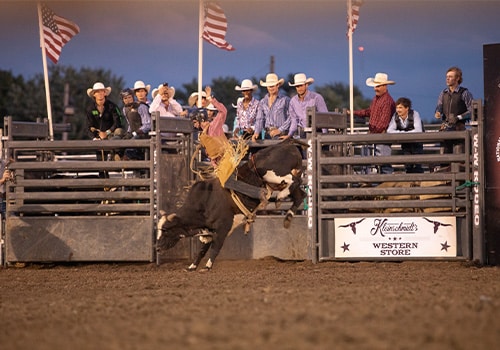 A man riding a bull during the rodeo