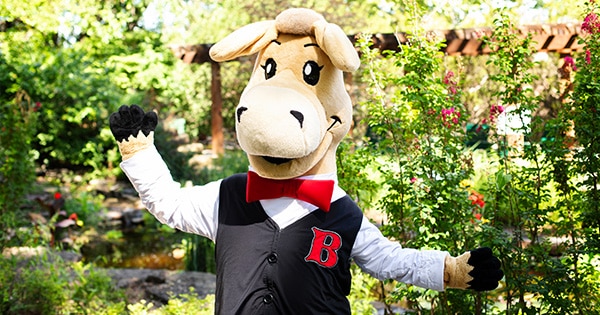 Bartholomule the mule
