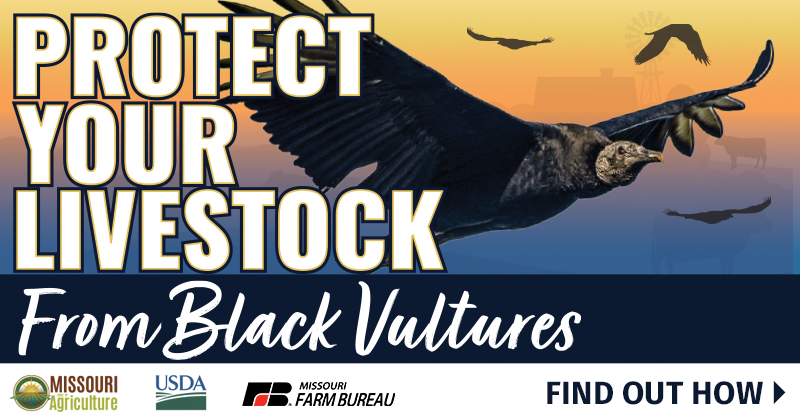 Black vulture flying with the text: Protect your livestock from black vultures. Find out how.