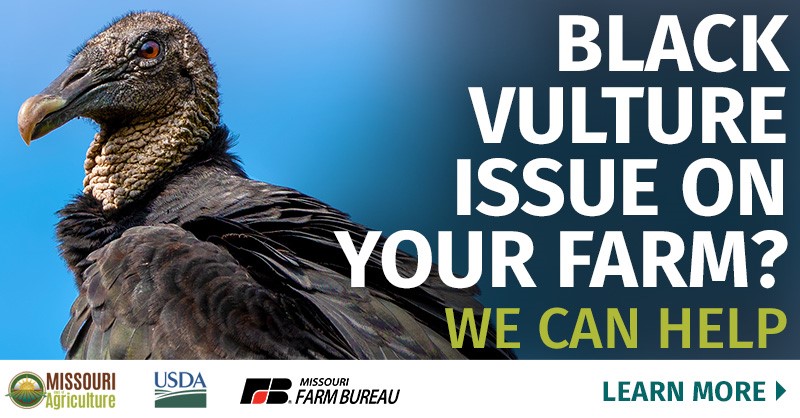 Black vulture issue on your farm?