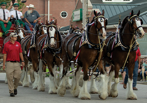 The Budweiser Clydesdales pulling a cart on the fairgrounds