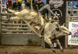 A bull rider competing at the Missouri State Fair