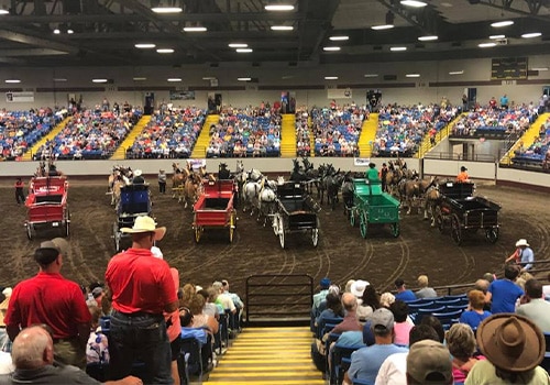 Draft Horse Hitches