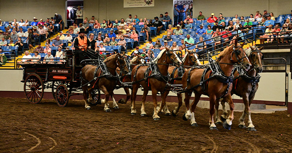 A team of draft horses in the arena