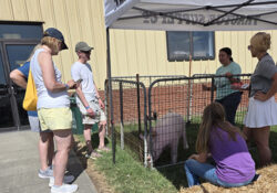 People gather around a small pen under a canopy, observing a pig. A woman inside the pen talks to the group. The setting appears casual and educational.