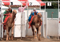 Two people racing camels in traditional desert clothing
