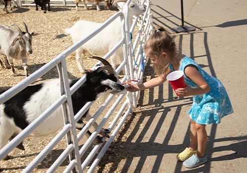 A young girl feeing a goat at the petting zoo