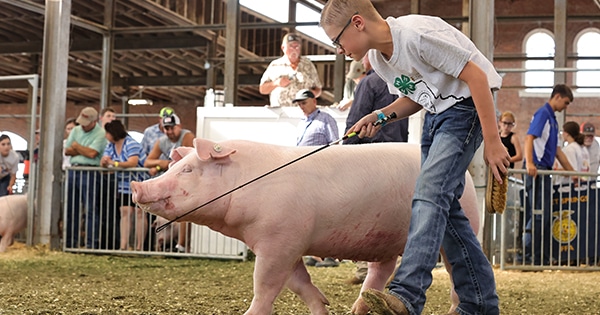A boy showing his pig