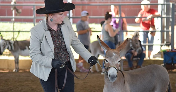 A woman showing a mule