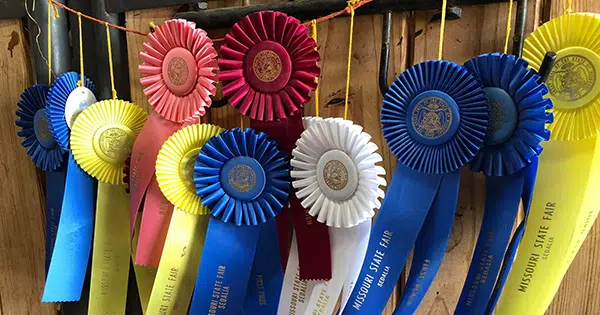 Ribbons hanging on a livestock stall