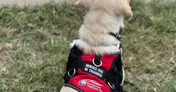 Service dog for disability assistance