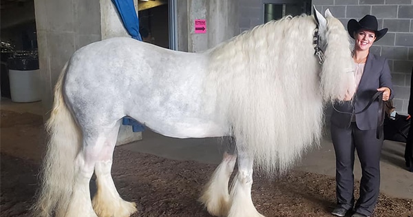 A white show horse