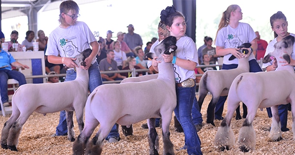 Children showing sheep