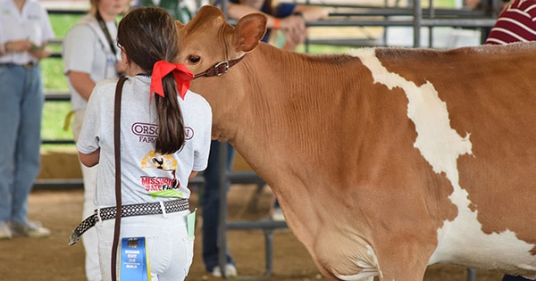 A girl showing her cow