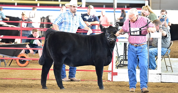 A man showing his cow