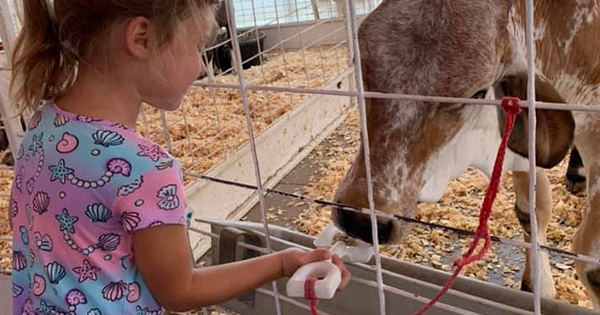 A young girl feeding a cow