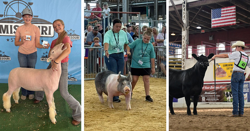 Collage image of competitors participating in livestock exhibits at the Missouri State Fair