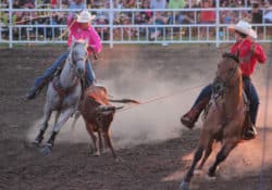 Roping a calf at the MCRA Show-Me State Rodeo