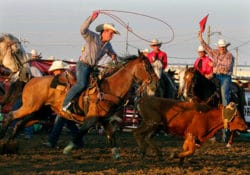 Cowboys team roping a calf at the rodeo