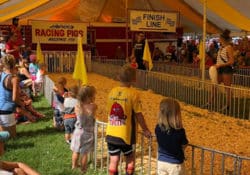 Pig Races
