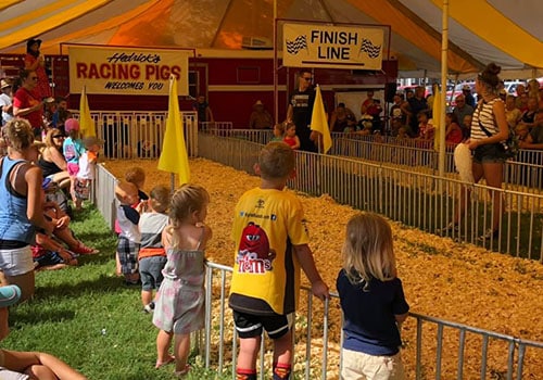 Pig Races